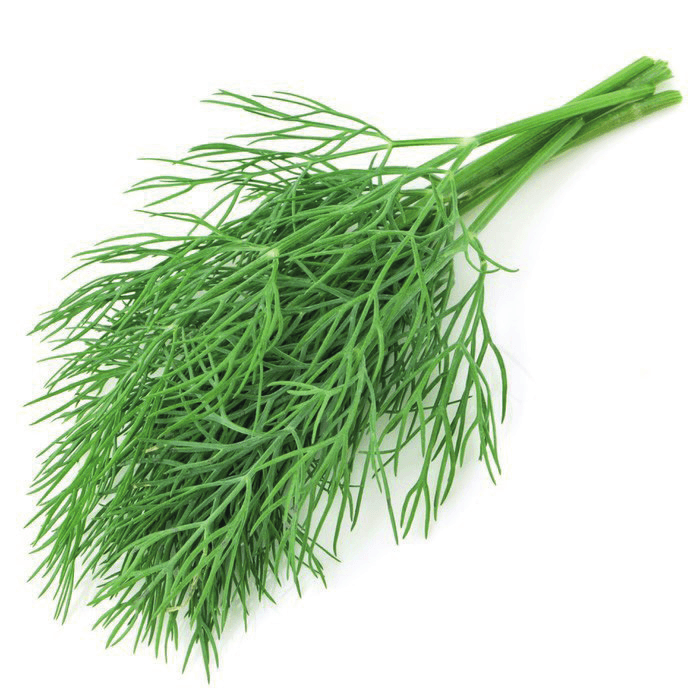Kopr