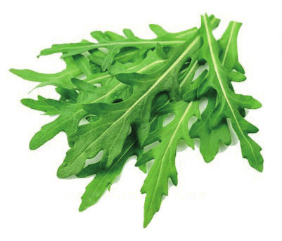 Rukola
