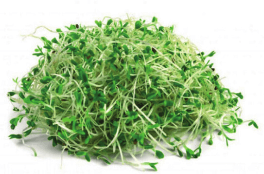 Alfalfa